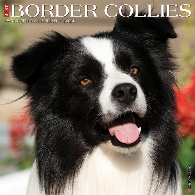 Kalendár/Diár CAL 24 BORDER COLLIES WALL