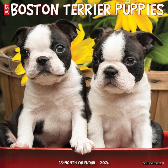 Kalender/Terminbuch CAL 24 BOSTON TERRIER PUPPIES WALL