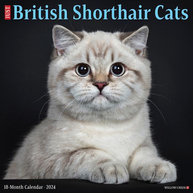 Naptár/Határidőnapló CAL 24 BRITISH SHORTHAIR CATS WALL