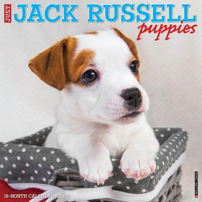 Calendar/Diary CAL 24 JACK RUSSELL PUPPIES WALL
