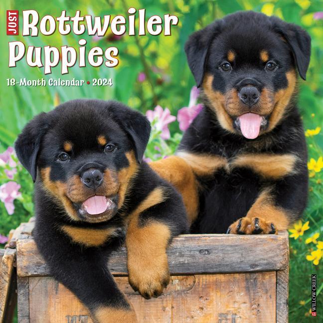 Naptár/Határidőnapló CAL 24 ROTTWEILER PUPPIES WALL