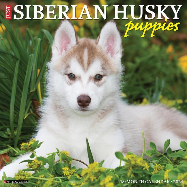 Naptár/Határidőnapló CAL 24 SIBERIAN HUSKY PUPPIES WALL