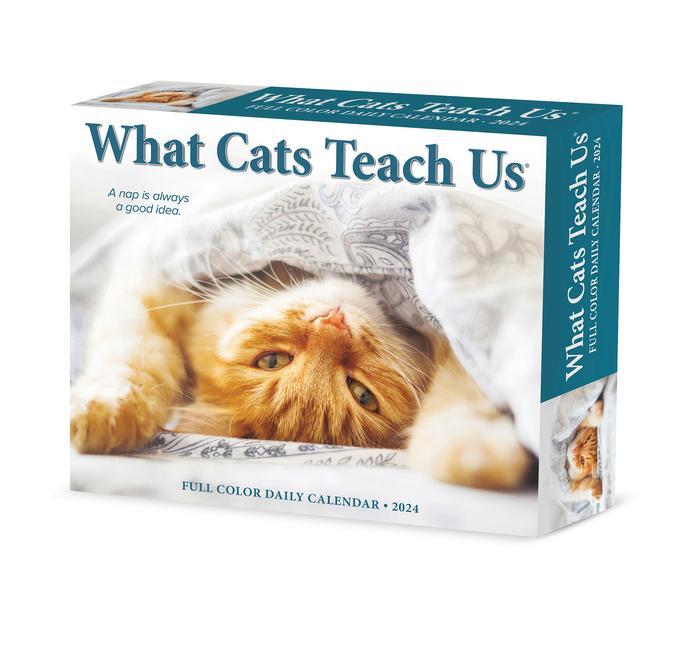 Naptár/Határidőnapló CAL 24 WHAT CATS TEACH US BOX
