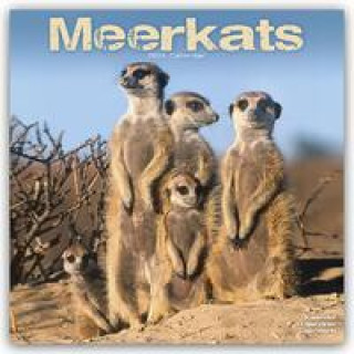 Naptár/Határidőnapló CAL 24 MEERKATS WALL CALENDAR WALL