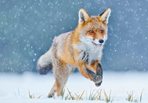 Pisarniški material Running fox 3D pohlednice 