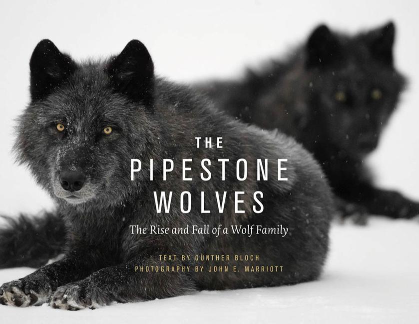 Carte The Pipestone Wolves: The Rise and Fall of a Wolf Family 