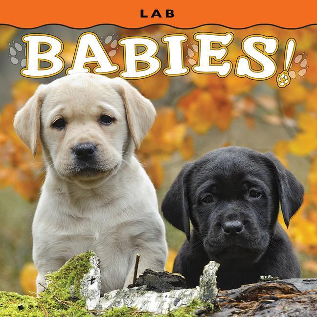 Knjiga Lab Babies! 