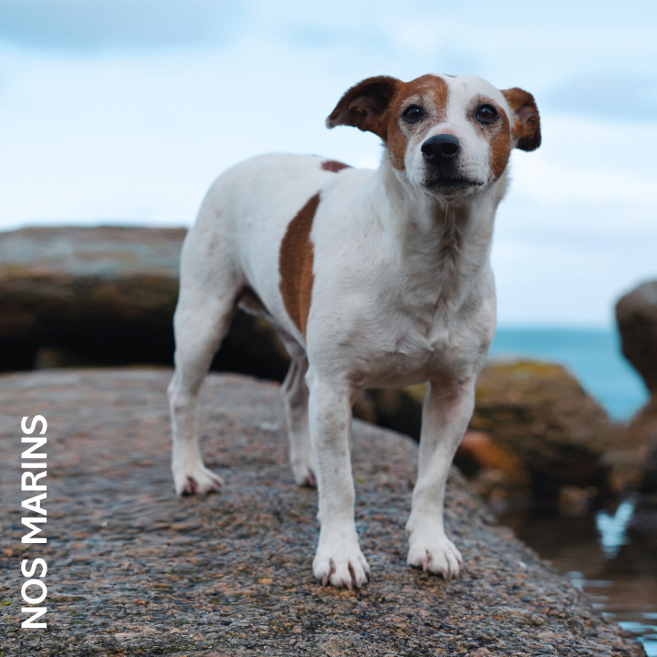 Audio Nos Marins D'Amour