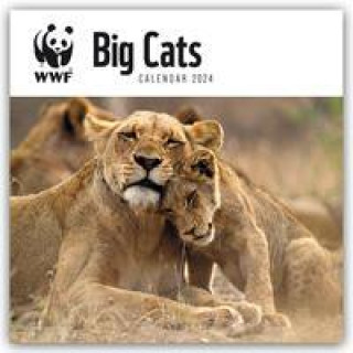 Naptár/Határidőnapló WWF Big Cats - Raubkatzen 2024 