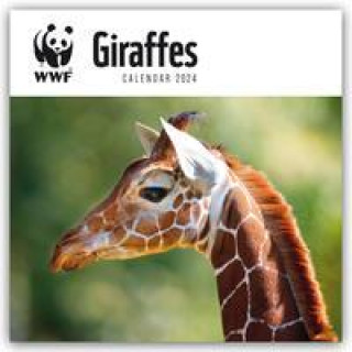Naptár/Határidőnapló WWF Giraffes - Giraffen 2024 