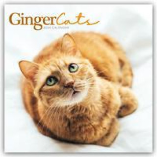 Kalendár/Diár Ginger Cats - Rothaarige Katzen 2024 