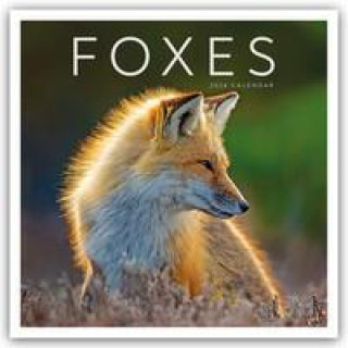 Kalendár/Diár Foxes - Füchse 2024 