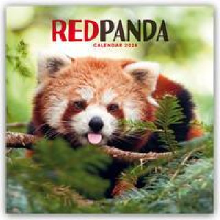 Naptár/Határidőnapló Red Panda - Rote Pandas - Rote Pandabären 2024 