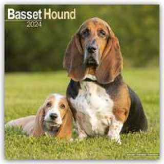 Calendar / Agendă Basset Hound - Bassets 2024 - 16-Monatskalender 