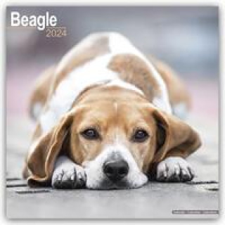 Naptár/Határidőnapló Beagle 2024 - 16-Monatskalender 