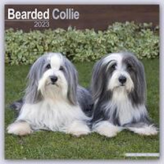 Kalendár/Diár Bearded Collie 2024 - 16-Monatskalender 