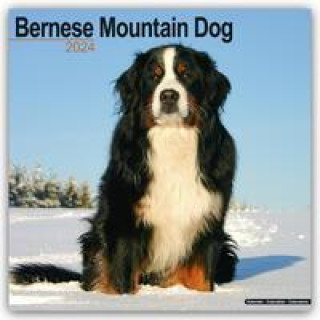 Календар/тефтер Bernese Mountain Dog - Berner Sennenhund 2024 - 16-Monatskalender 
