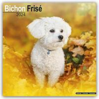 Kalendár/Diár Bichon Frisé - Gelockter Bichon 2024 - 16-Monatskalender 