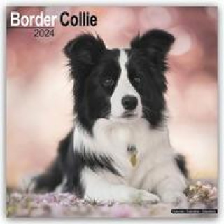 Kalendar/Rokovnik Border Collie 2024 - 16-Monatskalender 