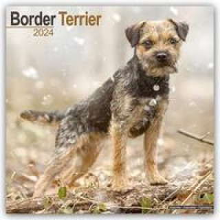 Naptár/Határidőnapló Border Terrier 2024 - 16-Monatskalender 