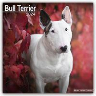 Kalendář/Diář Bull Terrier - Bull Terrier 2024 - 16-Monatskalender 