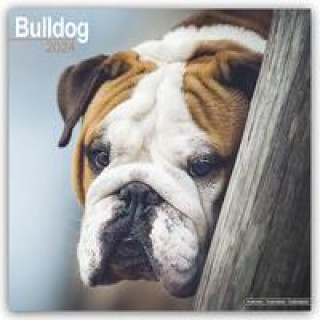 Kalendár/Diár Bulldog - Bulldoggen 2024 - 16-Monatskalender 