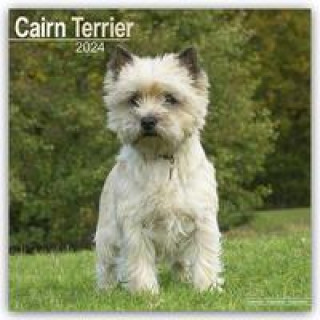 Calendar / Agendă Cairn Terrier - Cairn Terrier 2024 - 16-Monatskalender 