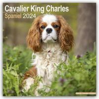 Kalendarz/Pamiętnik Cavalier King Charles Spaniel 2024 - 16-Monatskalender 