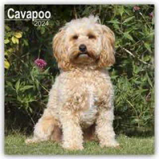 Naptár/Határidőnapló Cavapoo - Cavoodle 2024 - 16-Monatskalender 