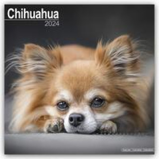 Kalendarz/Pamiętnik Chihuahua 2024 - 16-Monatskalender 