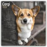 Kalendar/Rokovnik Welsh Corgi 2024 - 16-Monatskalender 