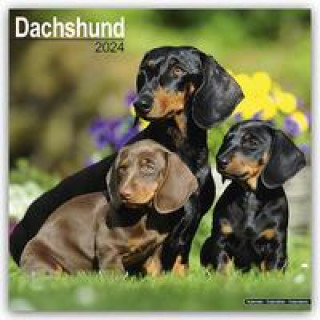 Календар/тефтер Dachshund - Dackel 2024 - 16-Monatskalender 
