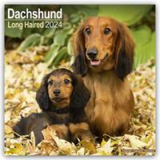 Calendar / Agendă Longhaired Dachshund - Langhaardackel 2024 - 16-Monatskalender 