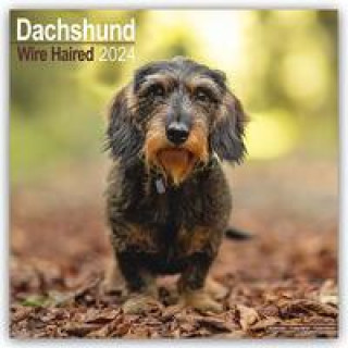 Kalendár/Diár Wirehaired Dachshund - Rauhhaardackel 2024 - 16-Monatskalender 