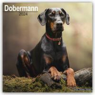 Kalendář/Diář Dobermann 2024 - 16-Monatskalender 