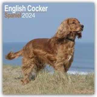 Kalendár/Diár English Cocker Spaniel - Englische Cockerspaniels 2024 - 16-Monatskalender 