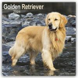 Naptár/Határidőnapló Golden Retriever 2024 - 16-Monatskalender 