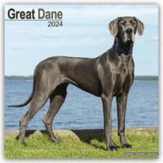 Naptár/Határidőnapló Great Dane - Dänische Dogge 2024 - 16-Monatskalender 