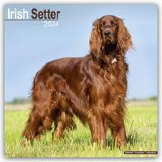 Kalendář/Diář Irish Setter - Irish Setter 2024 - 16-Monatskalender 