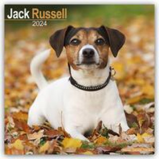 Kalendarz/Pamiętnik Jack Russell Terrier 2024 - 16-Monatskalender 