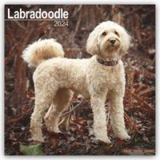 Kalendar/Rokovnik Labradoodle 2024 - 16-Monatskalender 