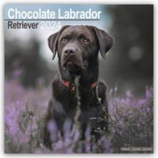Kalendarz/Pamiętnik Chocolate Labrador Retriever - Brauner Labrador 2024 - 16-Monatskalender 