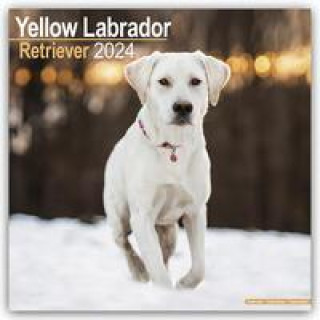 Kalendarz/Pamiętnik Yellow Labrador Retriever - Gelber Labrador 2024 - 16-Monatskalender 