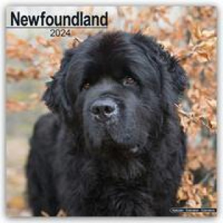 Kalendár/Diár Newfoundland - Neufundländer 2024 - 16-Monatskalender 