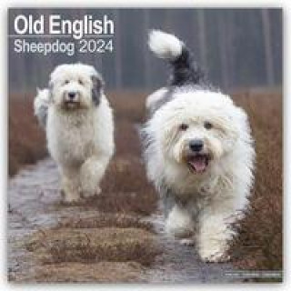 Calendar / Agendă Old English Sheepdog - Bobtails 2024 - 16-Monatskalender 