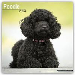 Naptár/Határidőnapló Poodle - Pudel 2024 - 16-Monatskalender 
