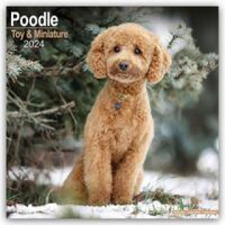 Календар/тефтер Toy and Miniature Poodle - Toypudel und Zwergpudel 2024 - 16-Monatskalender 