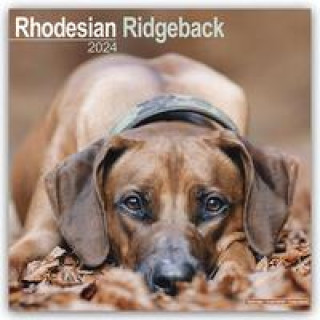 Naptár/Határidőnapló Rhodesian Ridgeback - Afrikanischer Löwenhund 2024 - 16-Monatskalender 