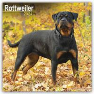 Kalendář/Diář Rottweiler - Rottweiler 2024 - 16-Monatskalender 