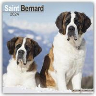 Kalendár/Diár Saint Bernard - Bernhardiner 2024 - 16-Monatskalender 
